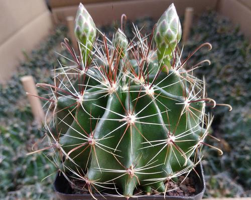 仙人球绿植盆栽养护要点是什么？如何有效管理？