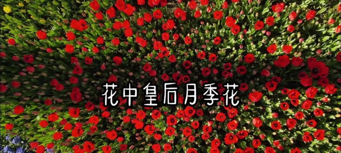 老婆生小孩时送什么花合适？花语有何特别含义？