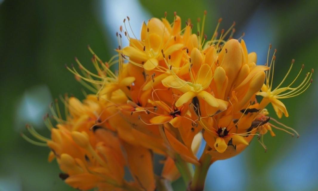 百岁无忧花语的花是什么？