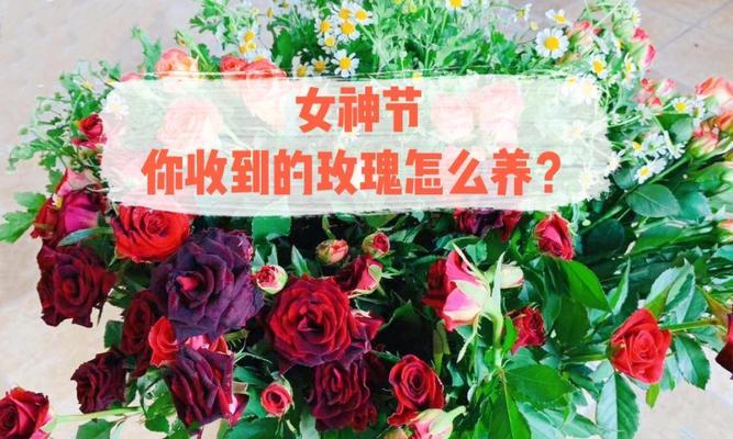 如何照顾亲属赠送的玫瑰花？养玫瑰花的秘诀是什么？