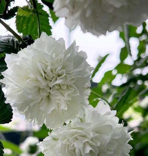百岁无忧花语的花是什么？