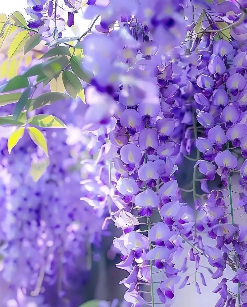 宿命感很强的花语是什么？哪种花象征命运？