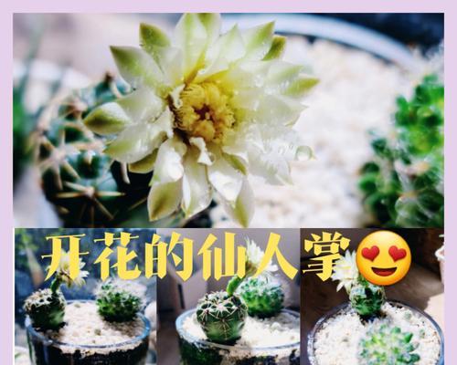 红仙桃仙人掌的种植步骤是什么？如何确保其健康成长？