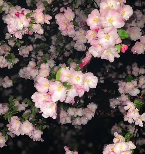 4月7日的花语是什么花？4月7日出生的人适合哪种花？