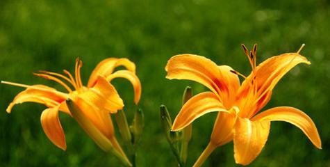 4月7日的花语是什么花？4月7日出生的人适合哪种花？