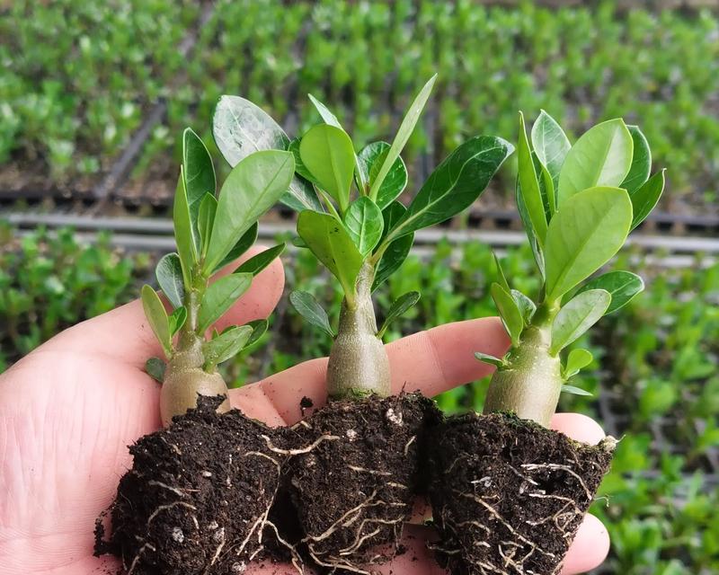 玫瑰花要长多少叶子才能开花？