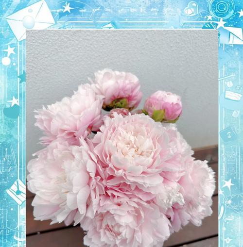 芍药的花语寓意具体指什么？
