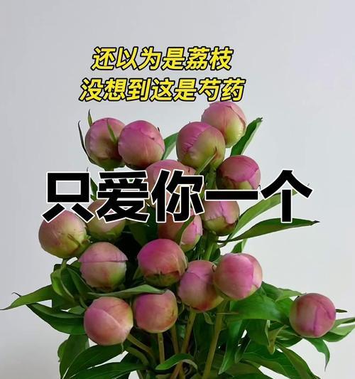芍药的花语寓意具体指什么？