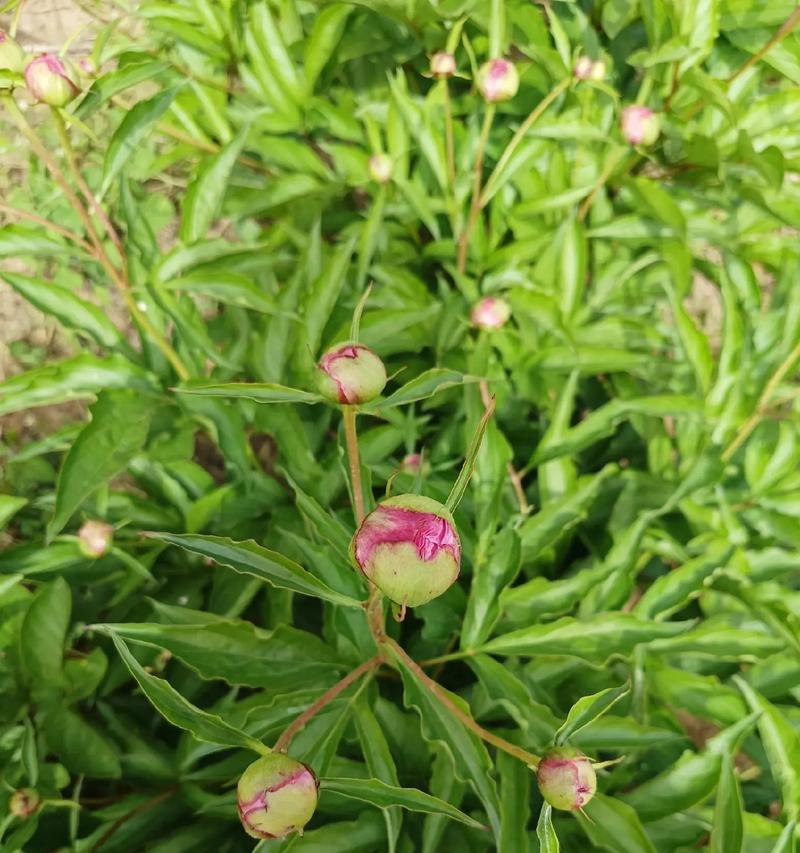 芍药的花语寓意具体指什么？