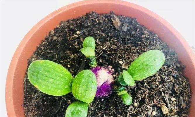 君子兰小芽移栽步骤是什么？移栽后如何管理？