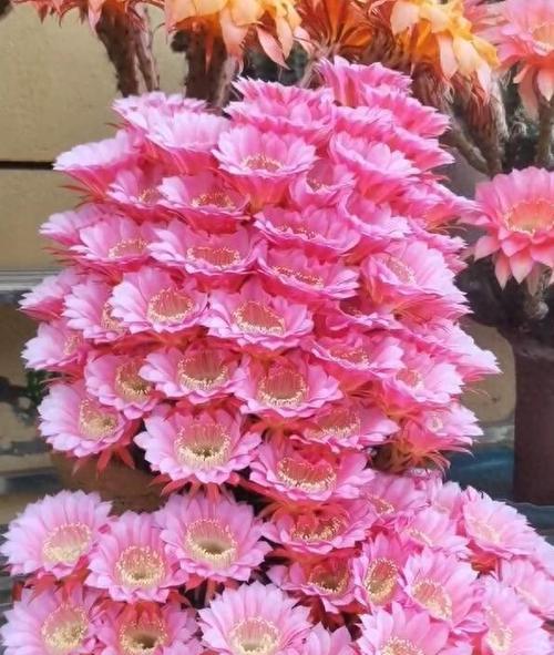 五星花笼仙人球如何养护才能开花？
