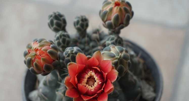 五星花笼仙人球如何养护才能开花？