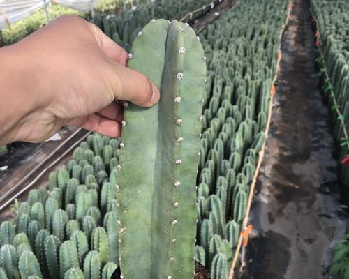 仙人掌量天尺怎么过冬？冬季养护有哪些要点？
