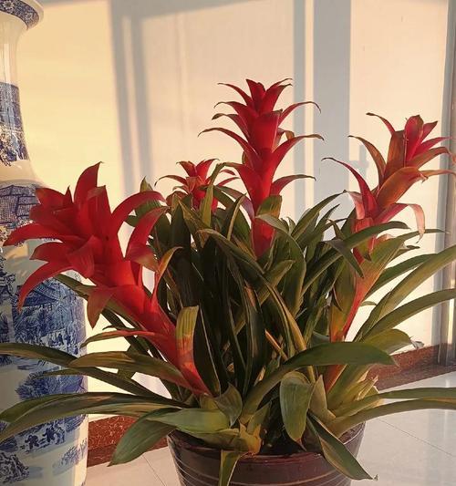 玫瑰凤梨代表了什么花语？它在花语中有什么特别含义？