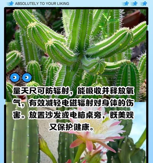 仙人掌量天尺怎么过冬？冬季养护有哪些要点？