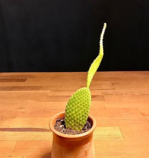 如何种植仙人球盆景？正确的步骤是什么？