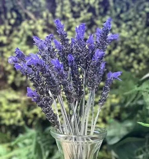 洋葱在维语中的花语是什么？