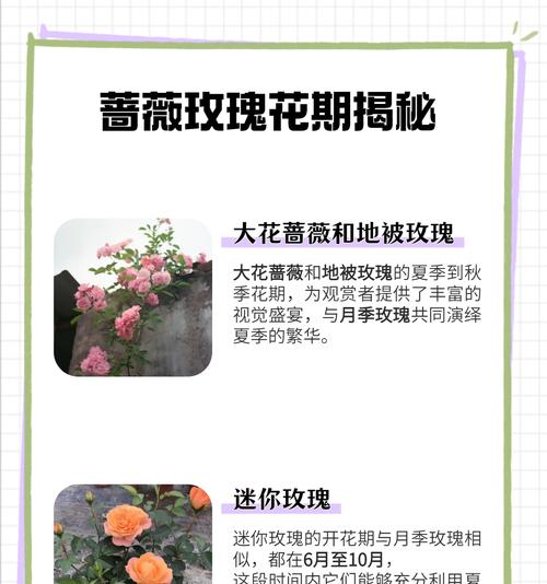 玫瑰花开花后如何进行种植？有哪些注意事项？