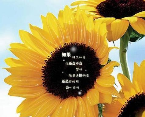 洋葱在维语中的花语是什么？