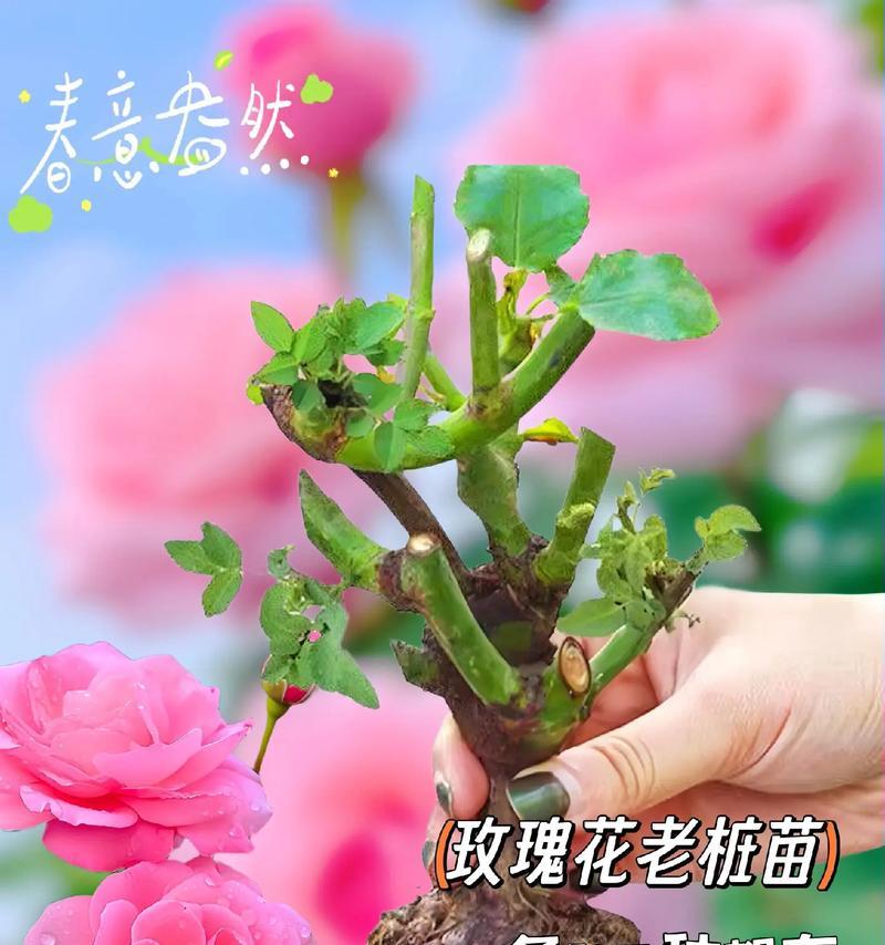 玫瑰花开花后如何进行种植？有哪些注意事项？