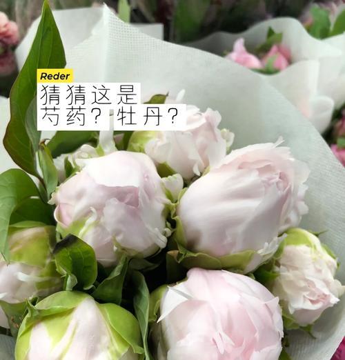 哪种花的叶子与牡丹相似？如何区分它们？