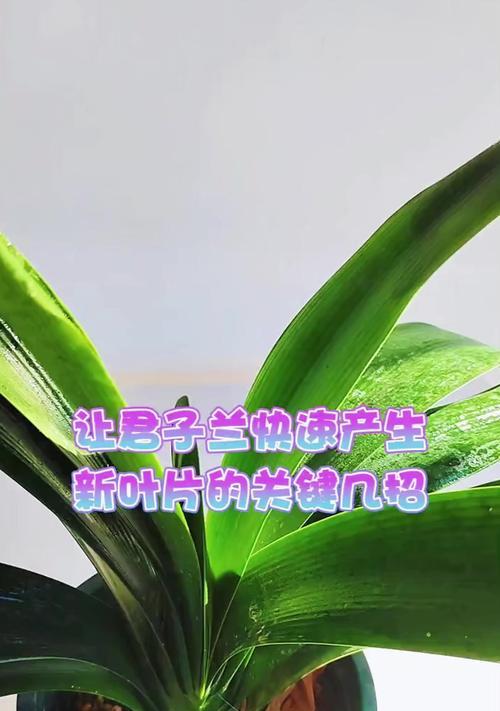 长叶君子兰叶子软耷拉如何处理？有哪些解决措施？