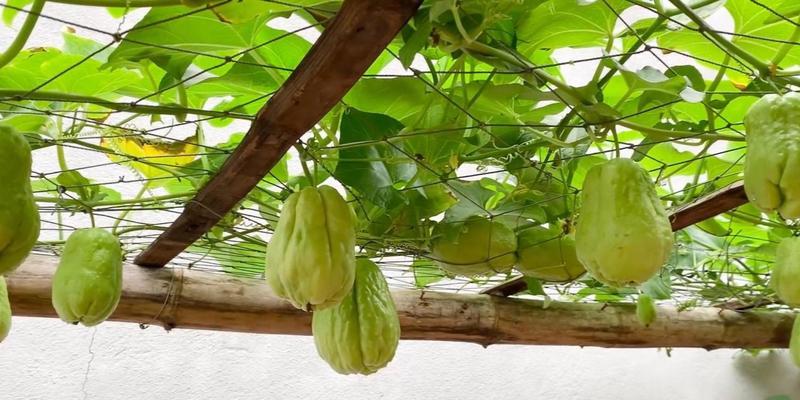 金虎仙人球到家怎么种？金虎仙人球的正确种植方法是什么？