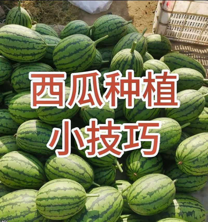 金虎仙人球到家怎么种？金虎仙人球的正确种植方法是什么？