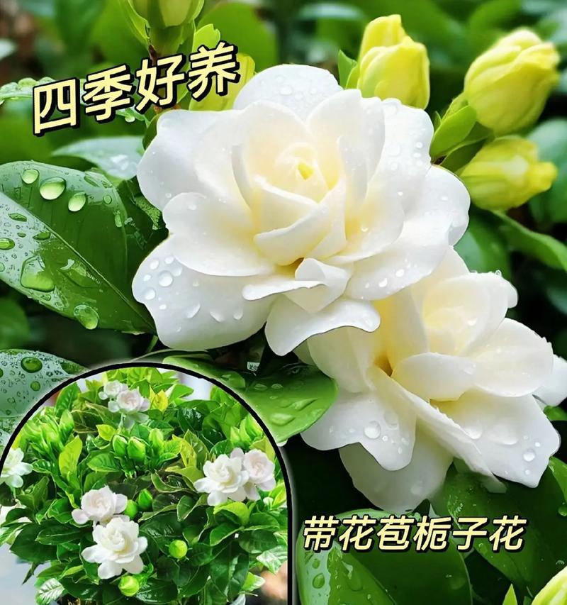 栀子花的花语有哪些？