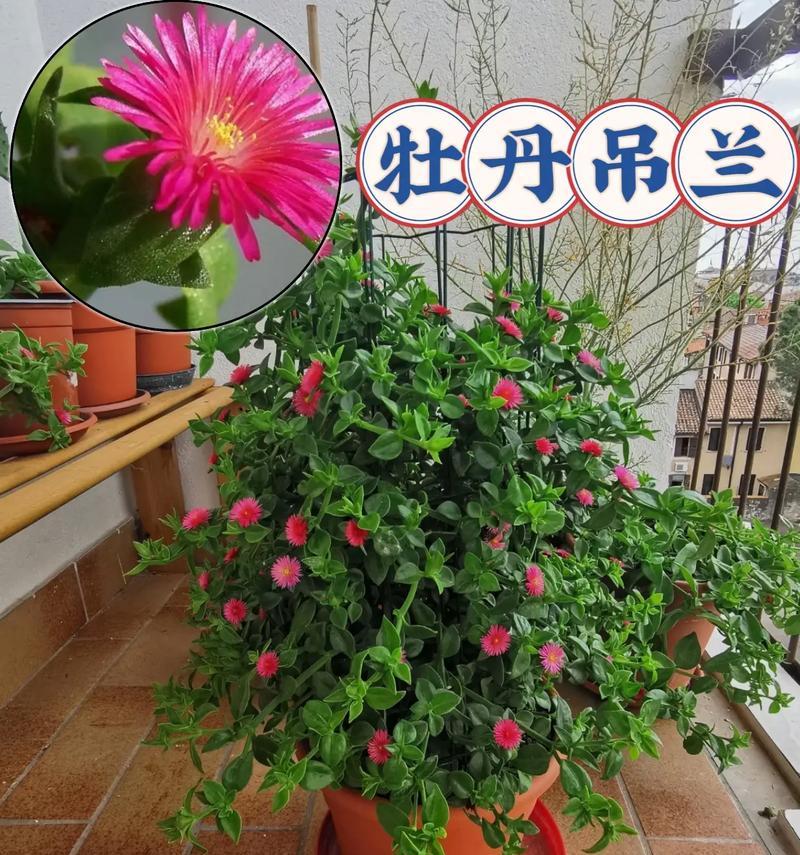 带盆牡丹花的正确养护方法是什么？
