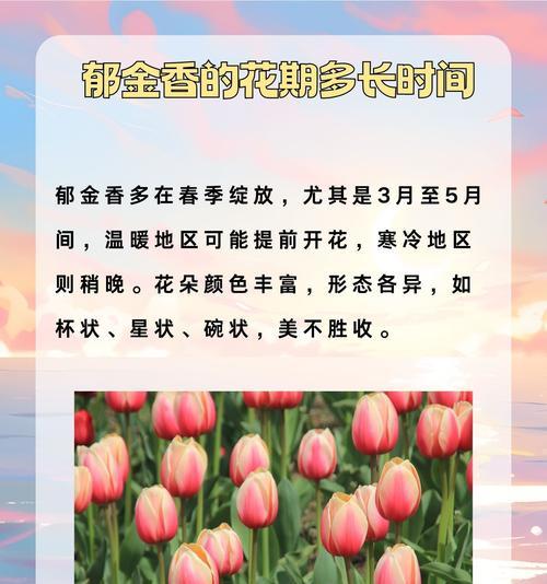 九朵郁金香的花语有何特别含义？