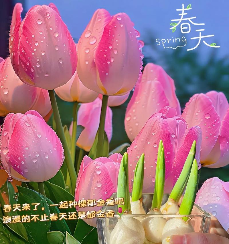 九朵郁金香的花语有何特别含义？