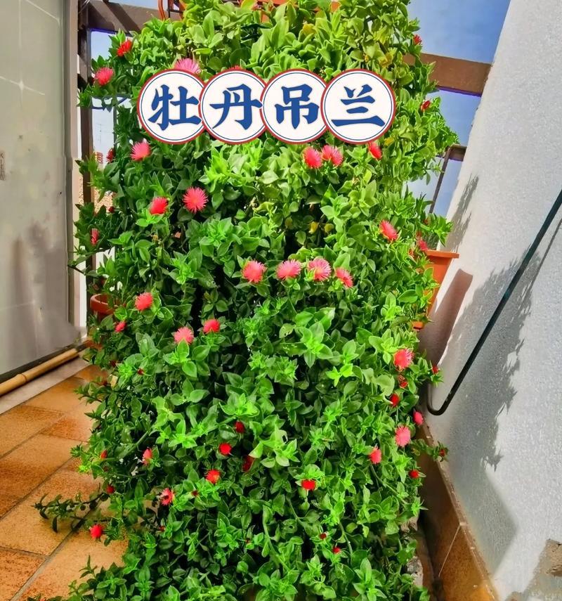 带盆牡丹花的正确养护方法是什么？