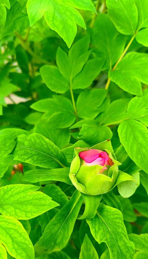 带盆牡丹花的正确养护方法是什么？