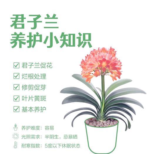 君子兰孕蕾期如何正确养护？浇水需要注意什么？