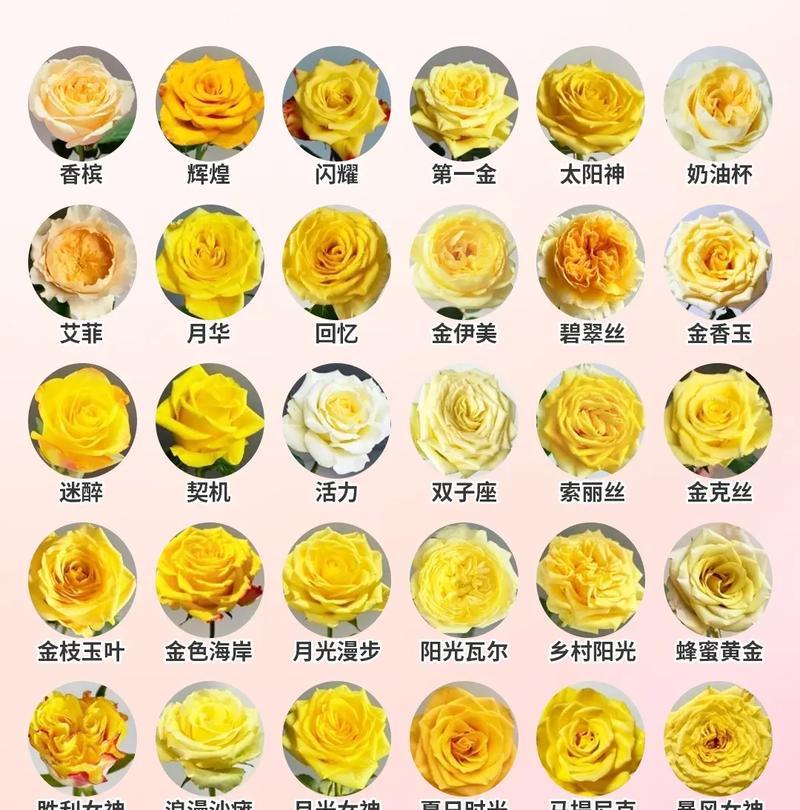31朵玫瑰花有何特殊含义？送31朵玫瑰代表什么？