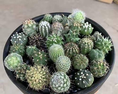 仙人球开花间隔短怎么办？