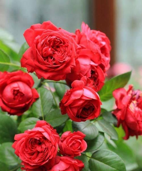 玫瑰花大枝如何种植？怎样才能促进花朵生长？