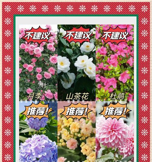 杜鹃茉莉的花语有何寓意？