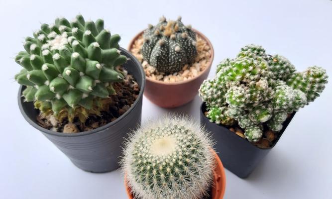 红头仙人掌盆栽的养殖难度如何？