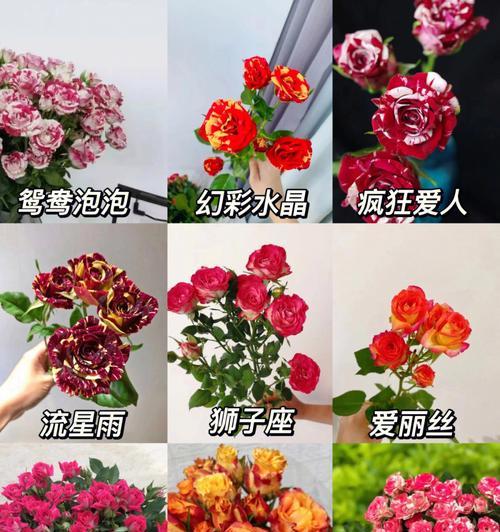 玫瑰花稀有品种有哪些？带花苞的品种有何特点？
