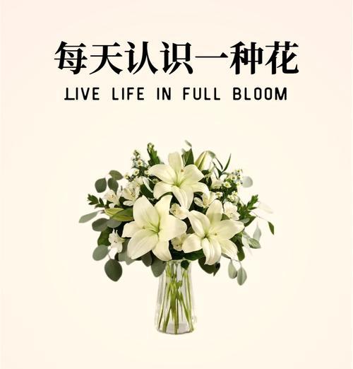 迎宾百合的花语是什么？如何用百合表达欢迎？