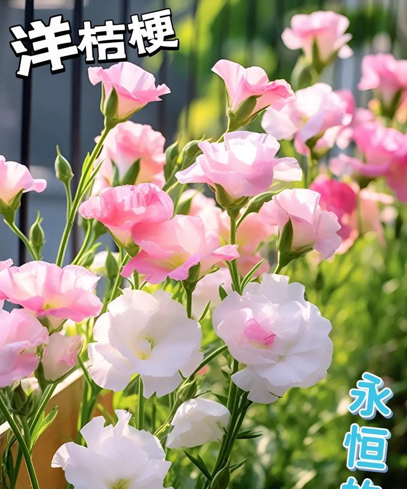 云中花的花语是什么？庐山花语世界是干什么的？
