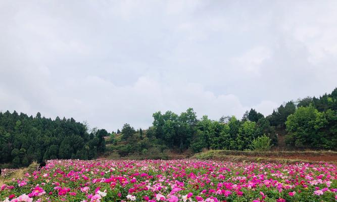 梨花语景区有哪些值得一看的景点？
