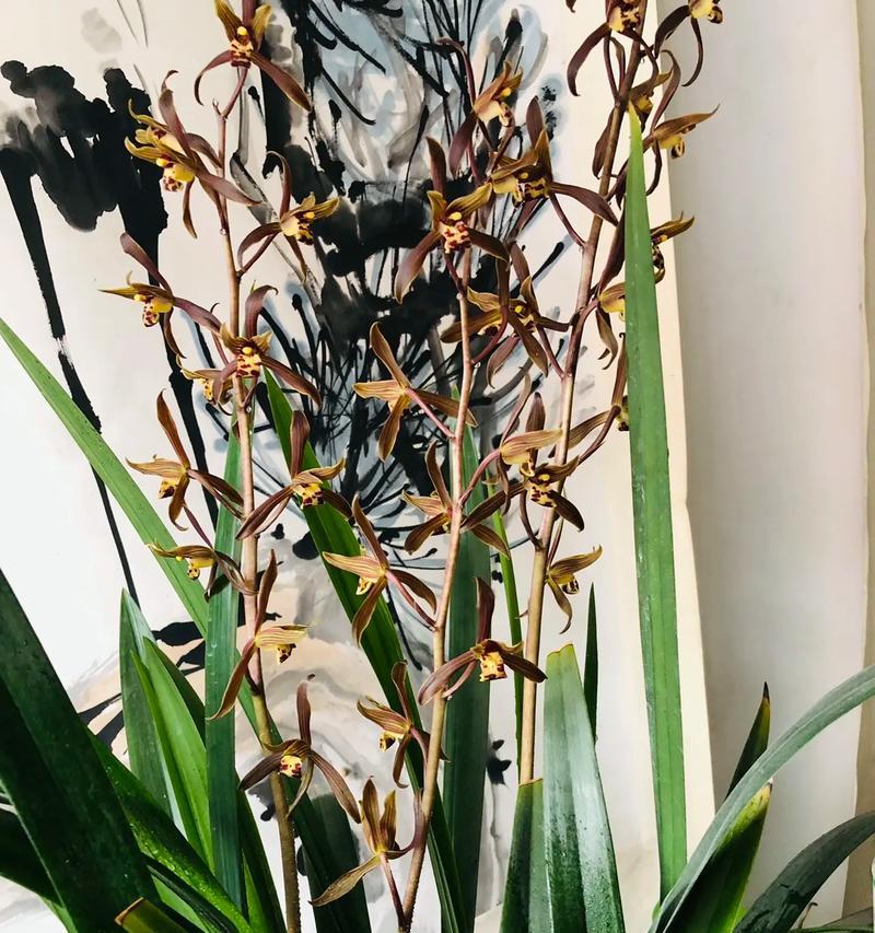 哪种兰花开花类似君子兰？