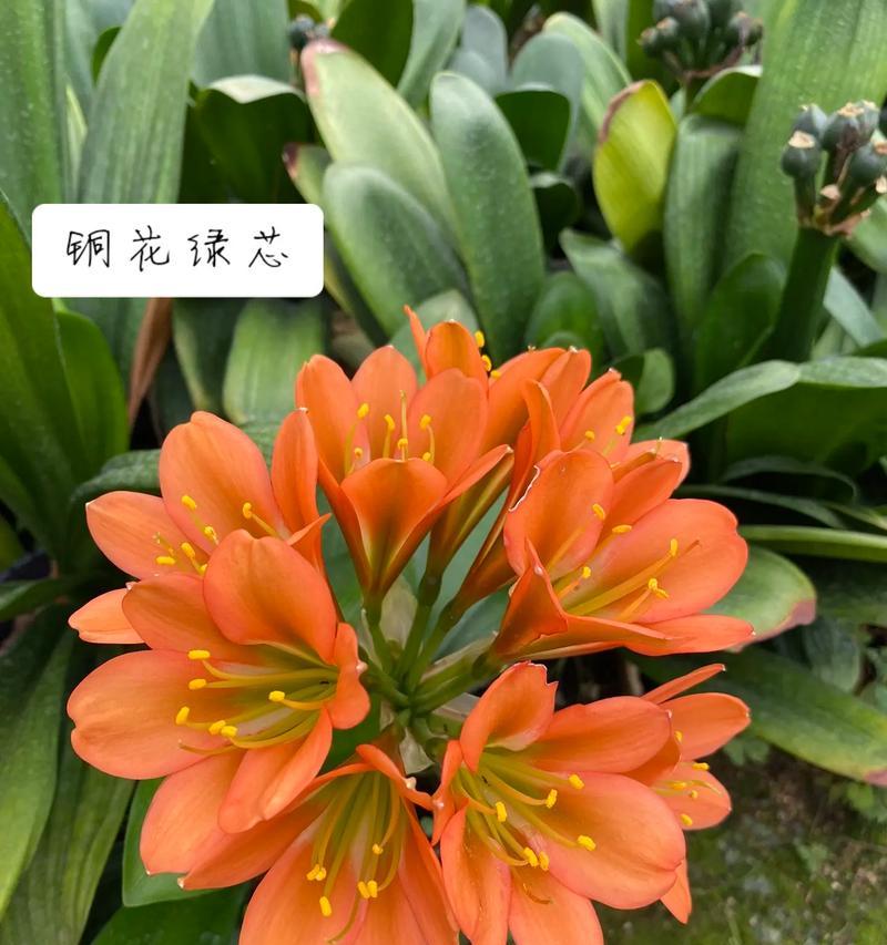 哪种兰花开花类似君子兰？