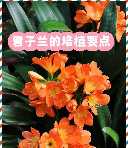 哪种兰花开花类似君子兰？