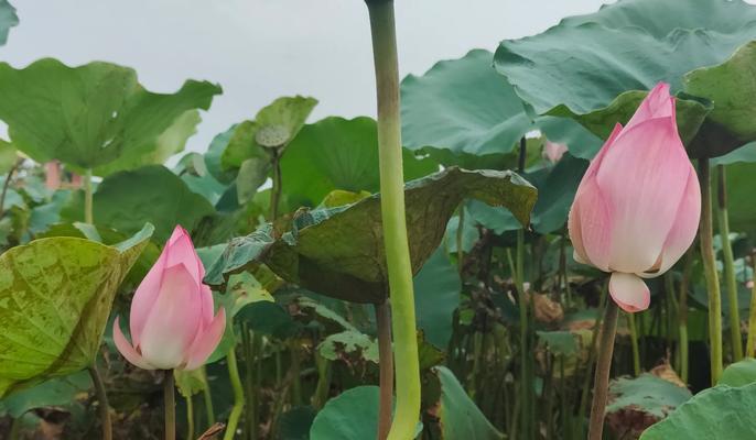 荷花在中高考中的花语和寓意是什么？有哪些特别含义？