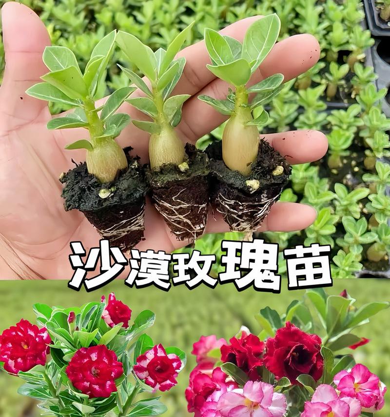 如何养活开爆炸的玫瑰花？