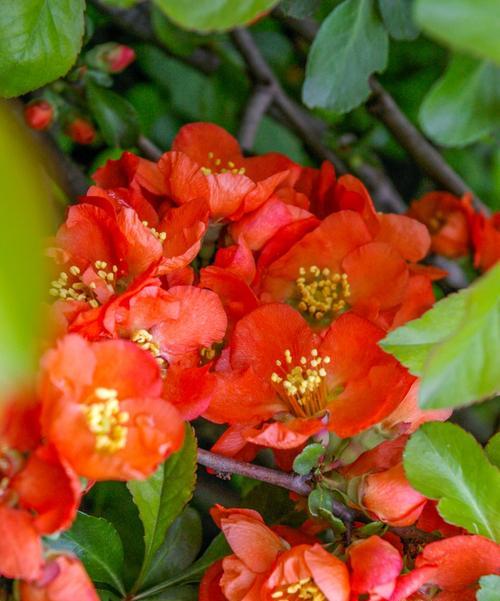 迷途之返的花语代表什么？